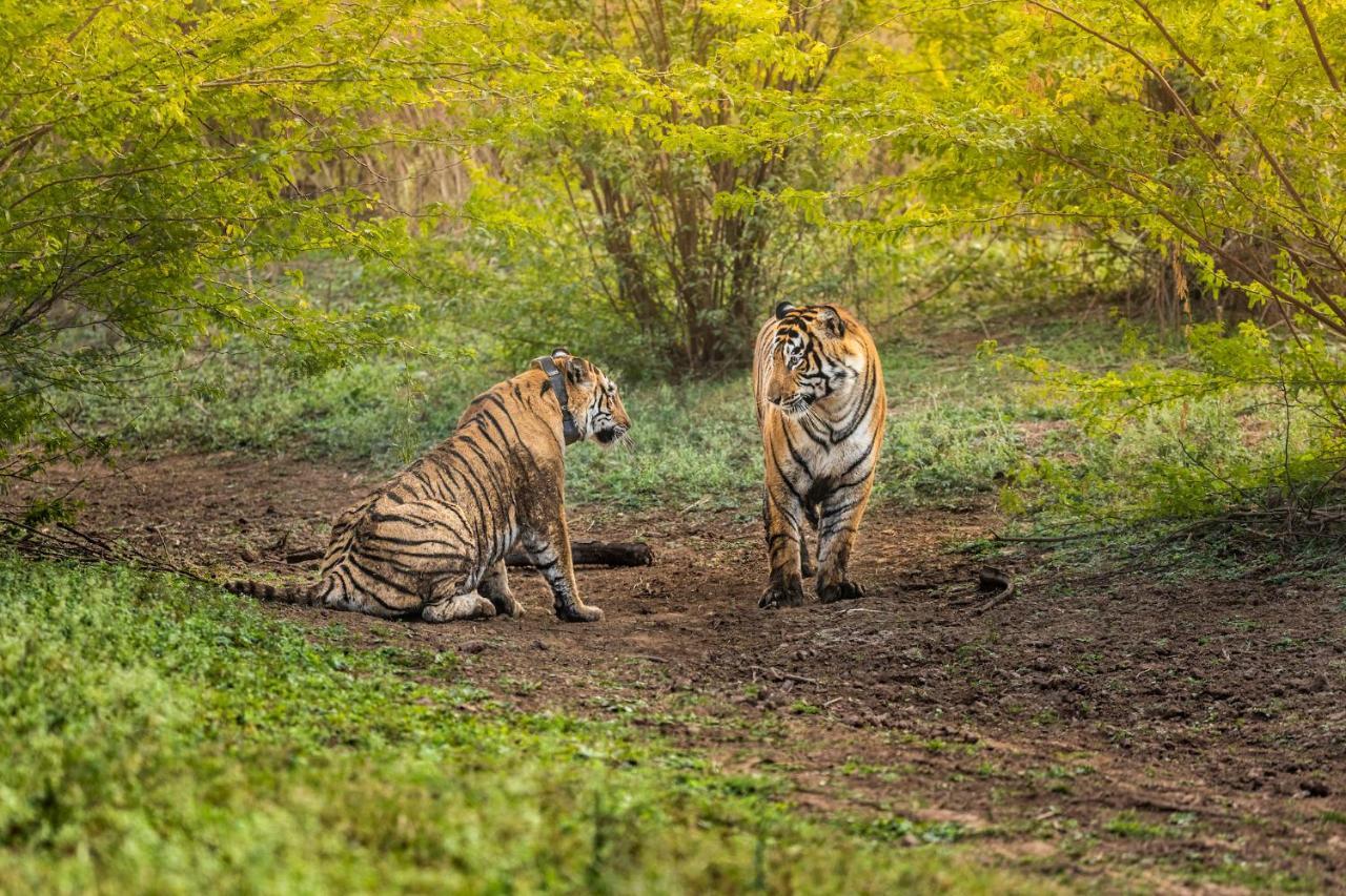 Sariska Manor Luxury Cottages Tehla Luaran gambar